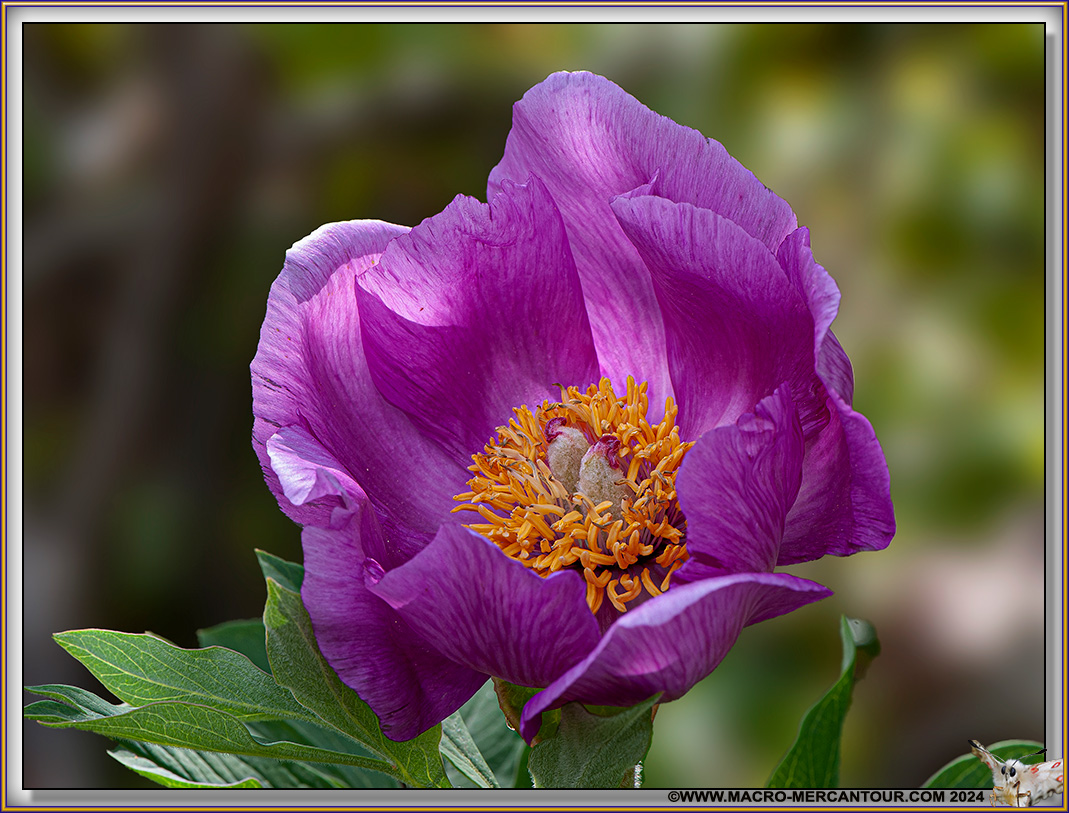 Pivoines